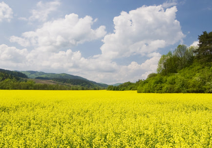Rape field in sunshine