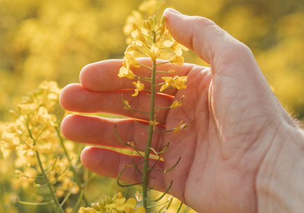 Eine Hand hält sich schützend um eine Rapsblüte, mitten im Rapsfeld.