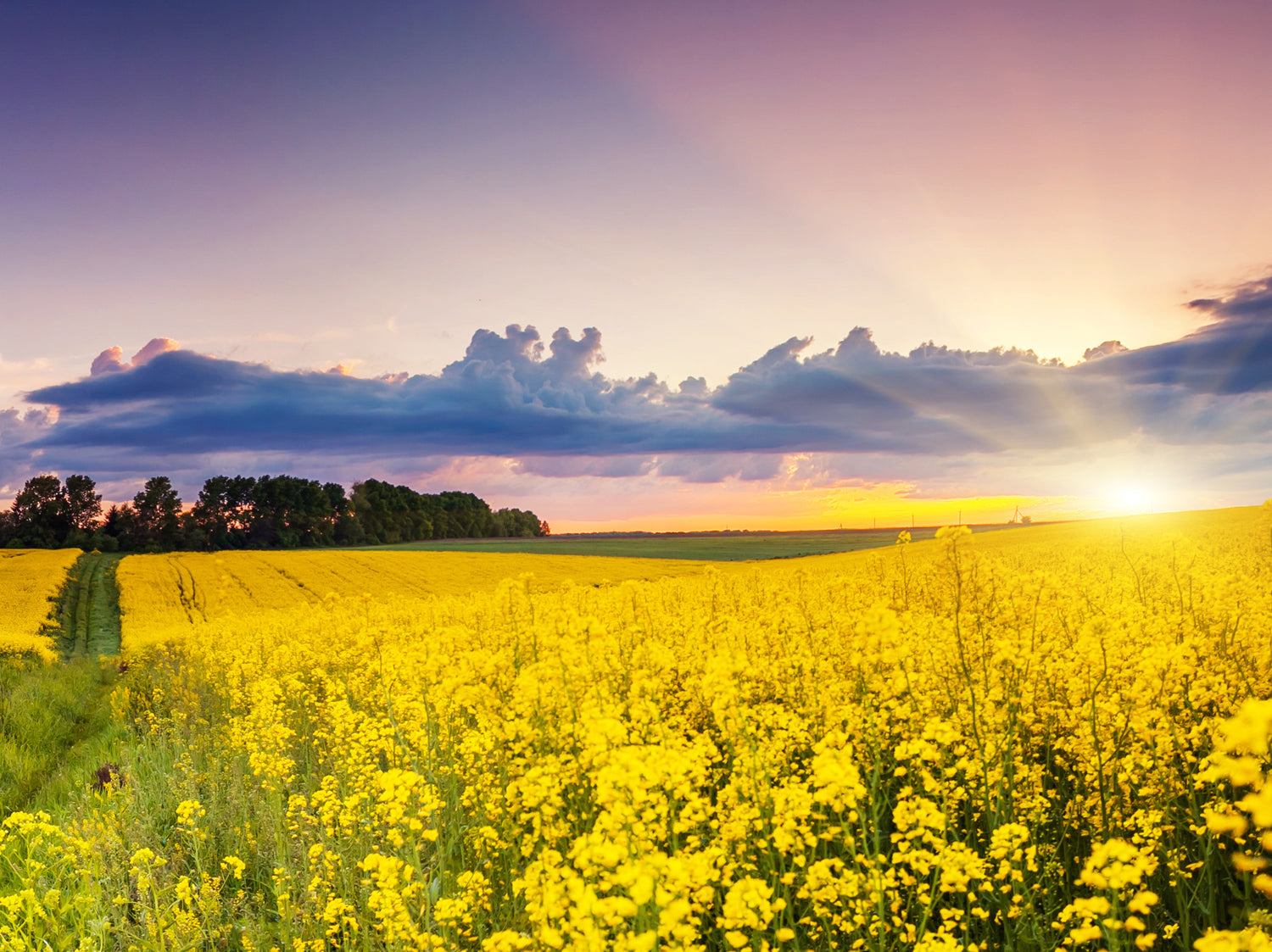 Rapsfeld im Sonnenuntergang - Brändle