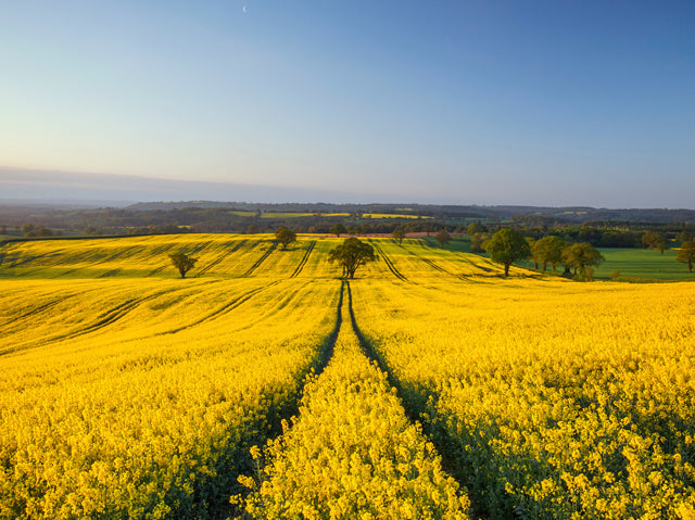 leuchtend gelbes Rapsfeld im Frühsommer mit Blick auf die Landschaft