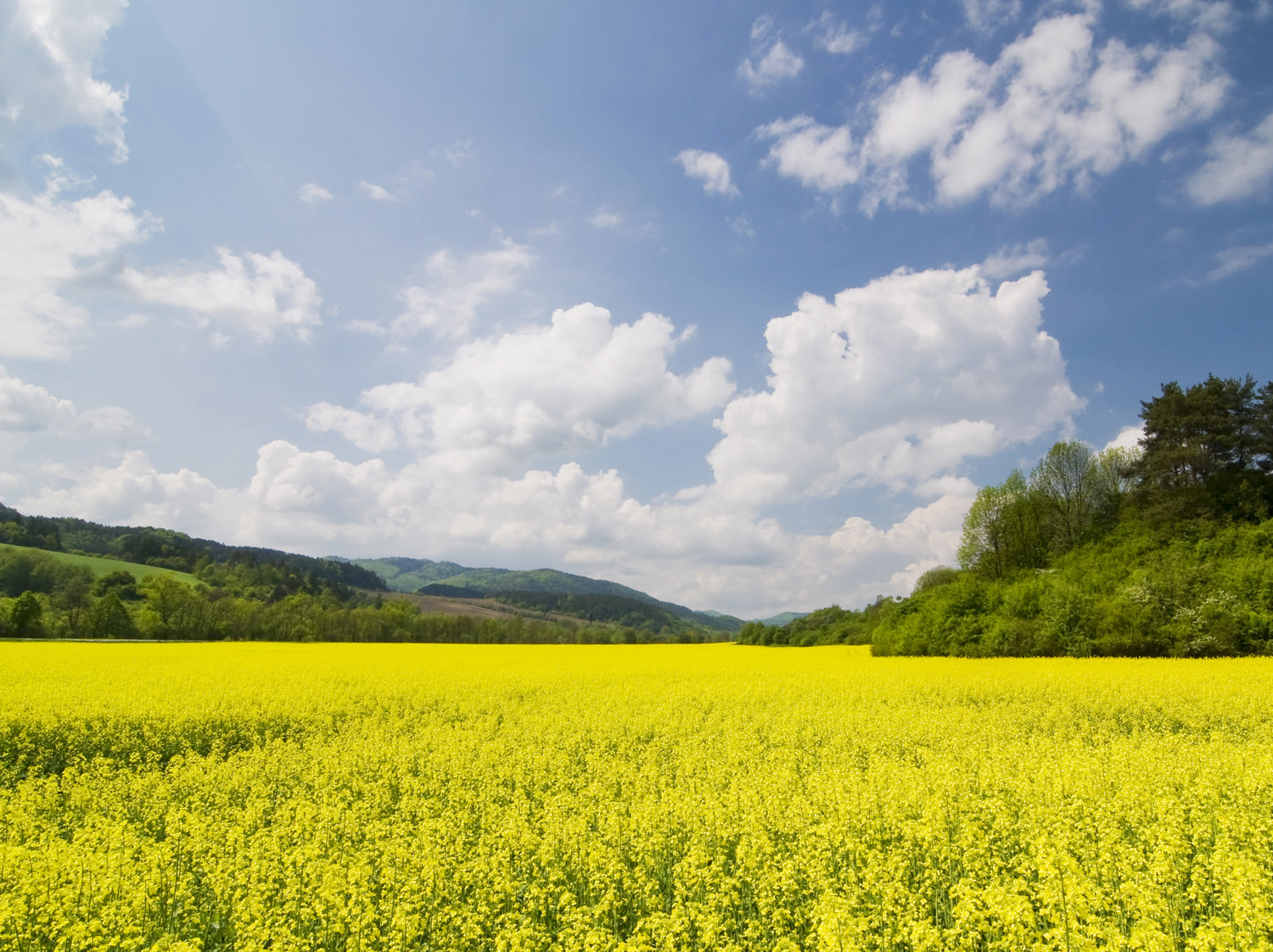 Bright yellow rape field in springtime