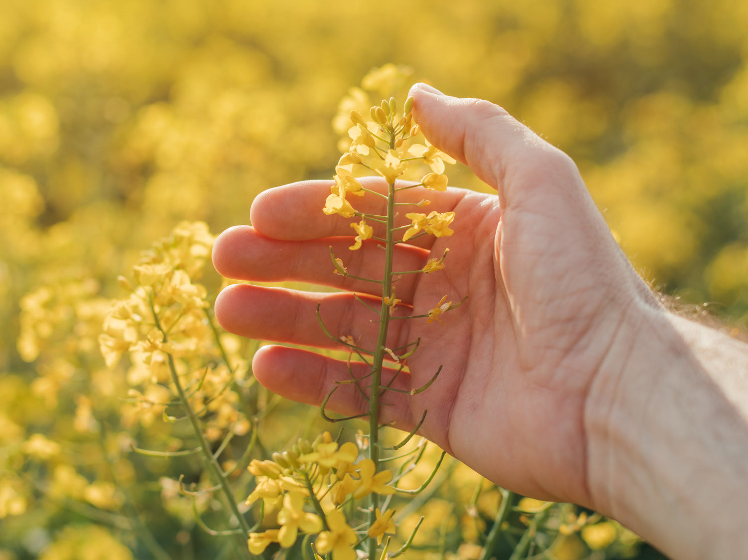 Hand hält Rapsblüte. Zu sehen ist ein gelbes Rapsfeld das in voller Blüte steht