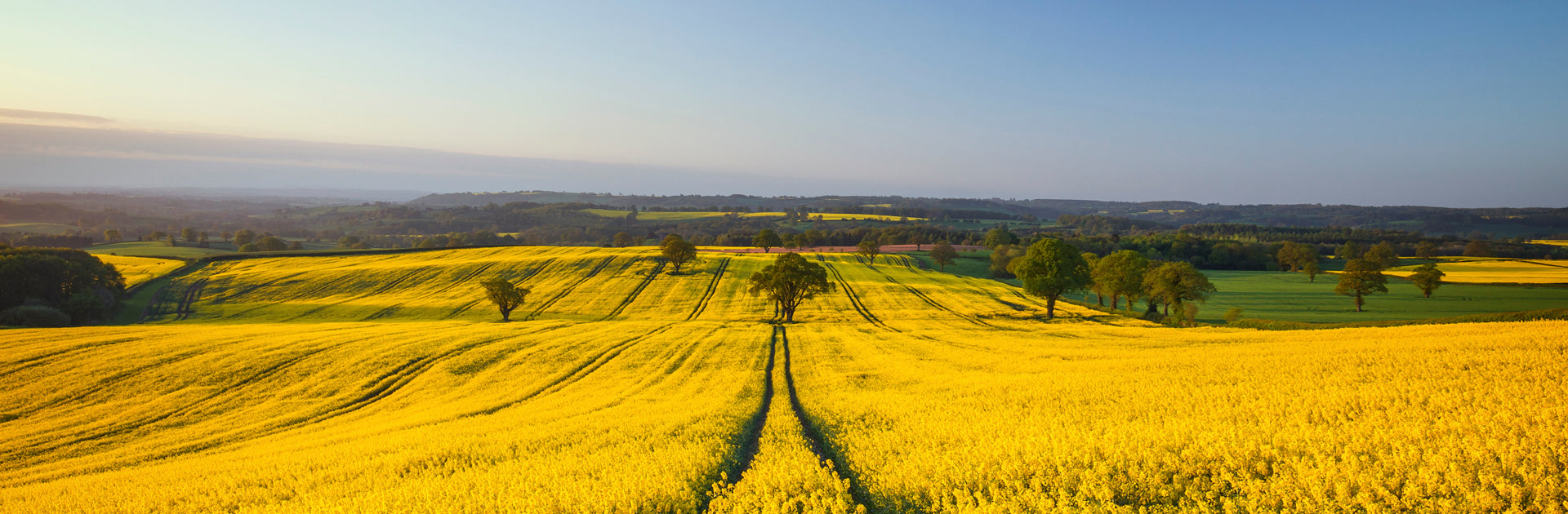 leuchtend gelbes Rapsfeld im Frühsommer mit Blick auf die Landschaft