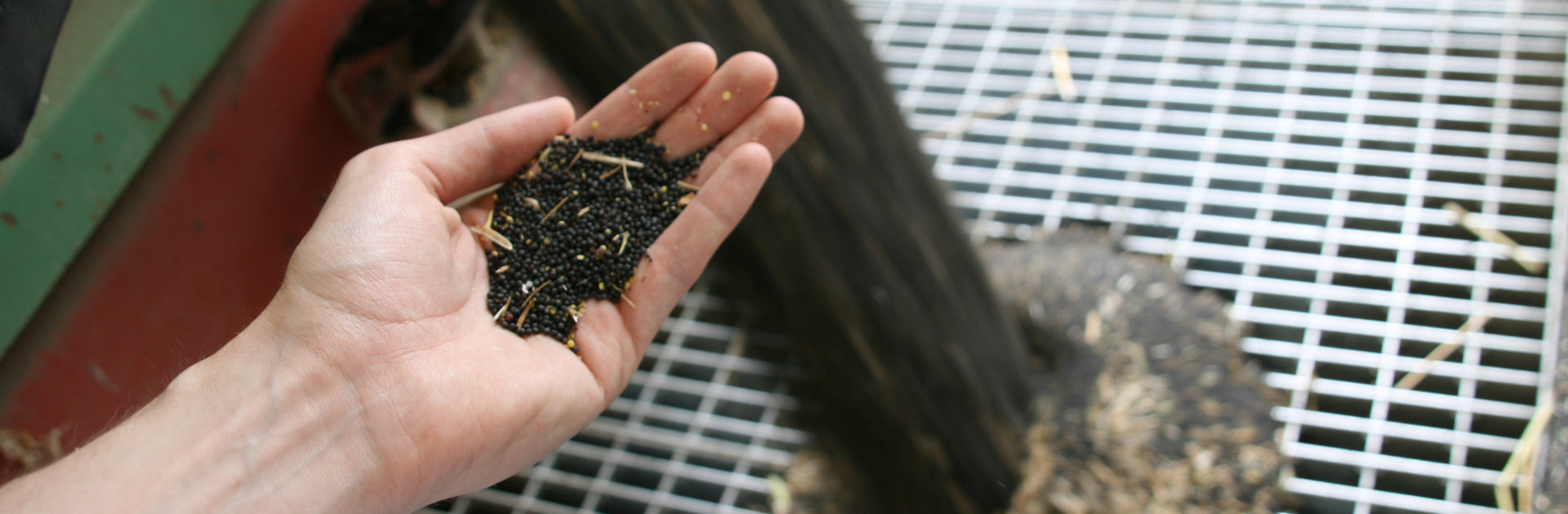 Quality control of rapeseed in the production of rapeseed oil