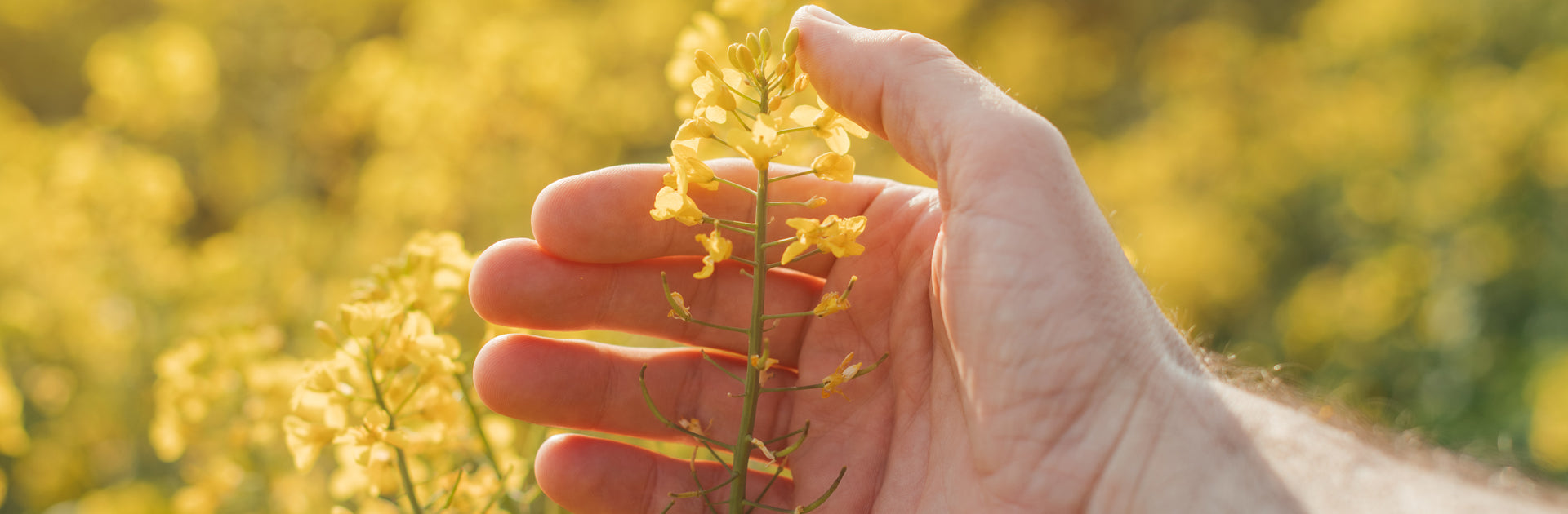 Hand hält Rapsblüte. Zu sehen ist ein gelbes Rapsfeld das in voller Blüte steht