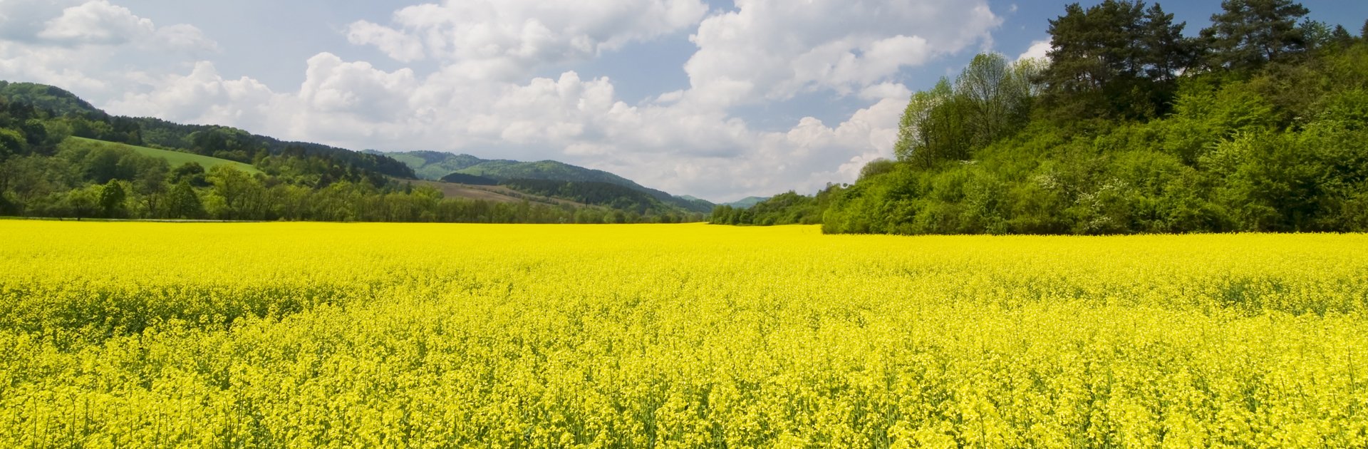 Hinter einem blühenden Rapsfeld beginnt eine hügelige Landschaft. Der Himmel ist leicht bewölkt