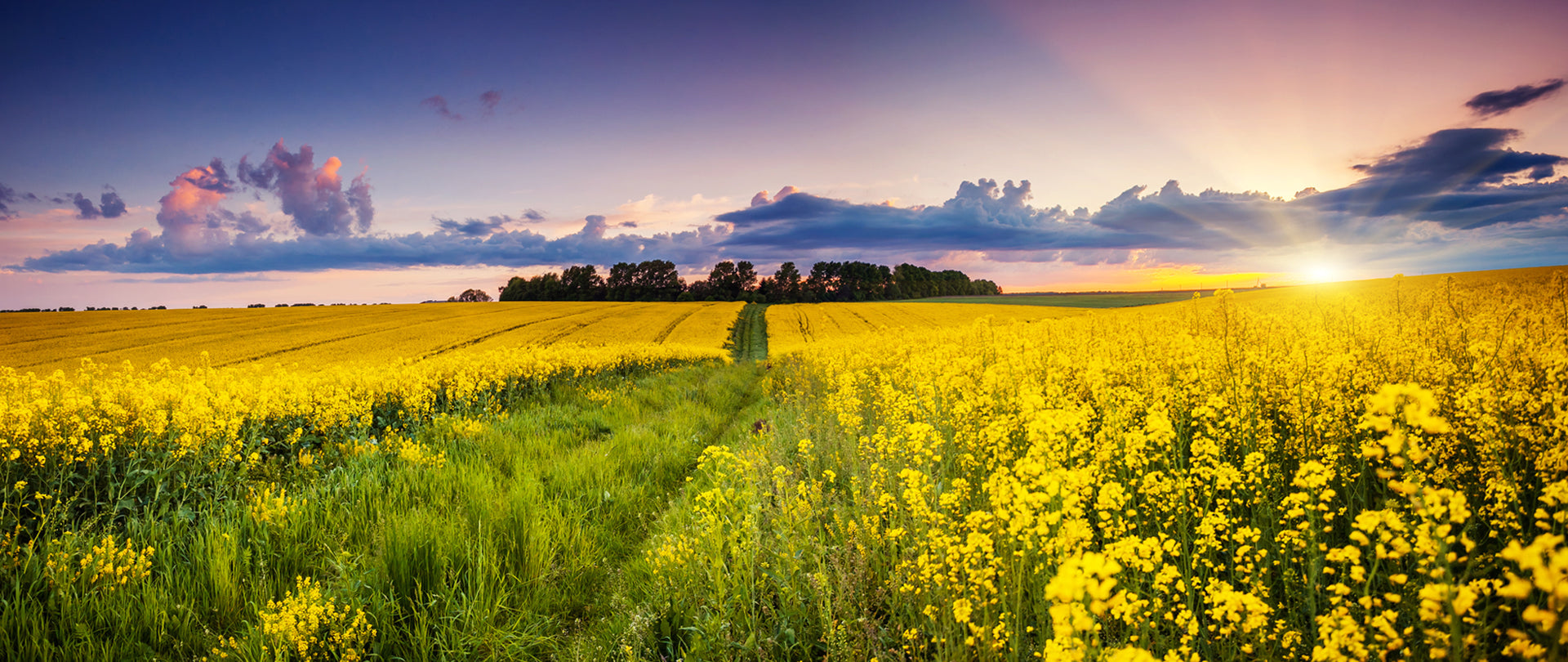 Sunny rape field - Brändle edible oils