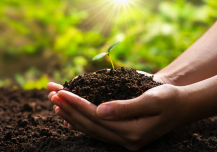 Two hands hold a seedling with soil and a small plant. The hands rest on the earthy ground.