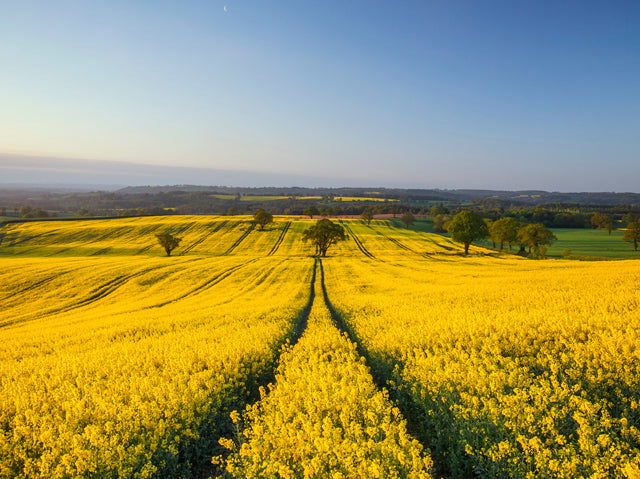 bright yellow rape field in early summer with landscape view