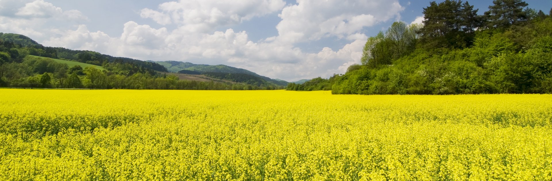 A hilly landscape begins behind a blooming rapeseed field. The sky is slightly cloudy